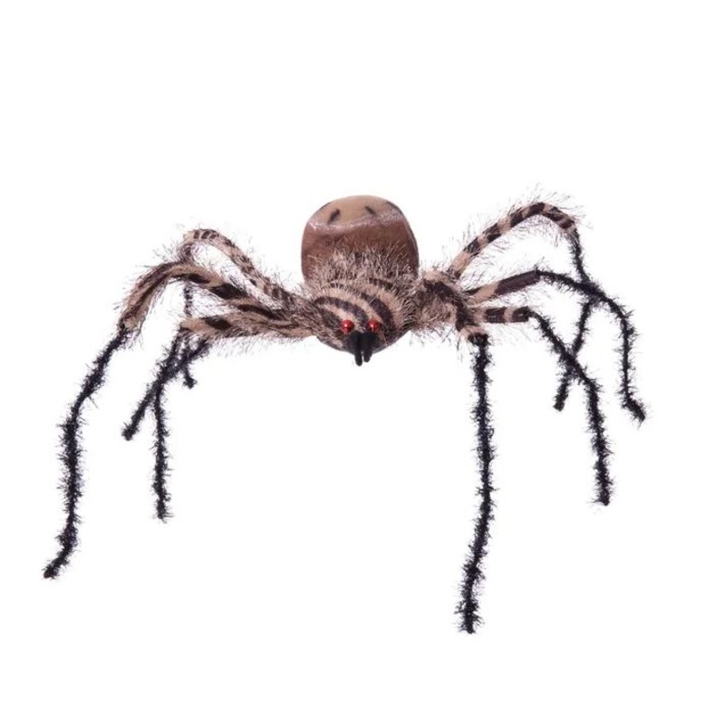 Large Zebra Spider