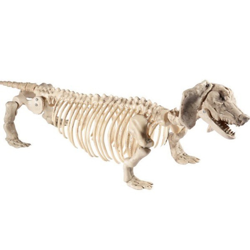 Daschund Dog Skeleton Prop