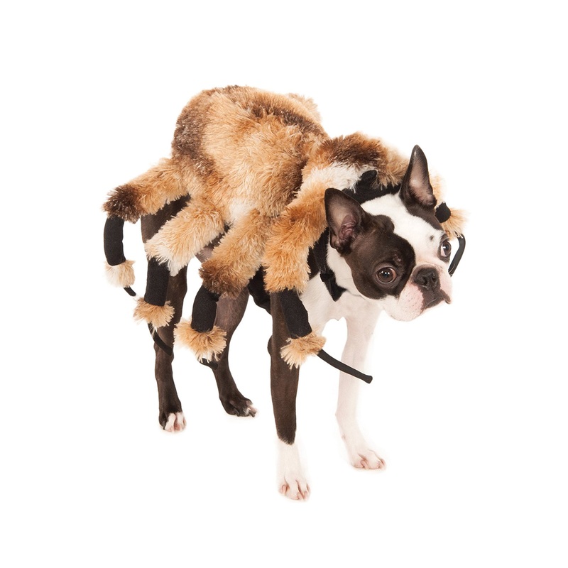Creepy Spider Harness Pet Costume Small