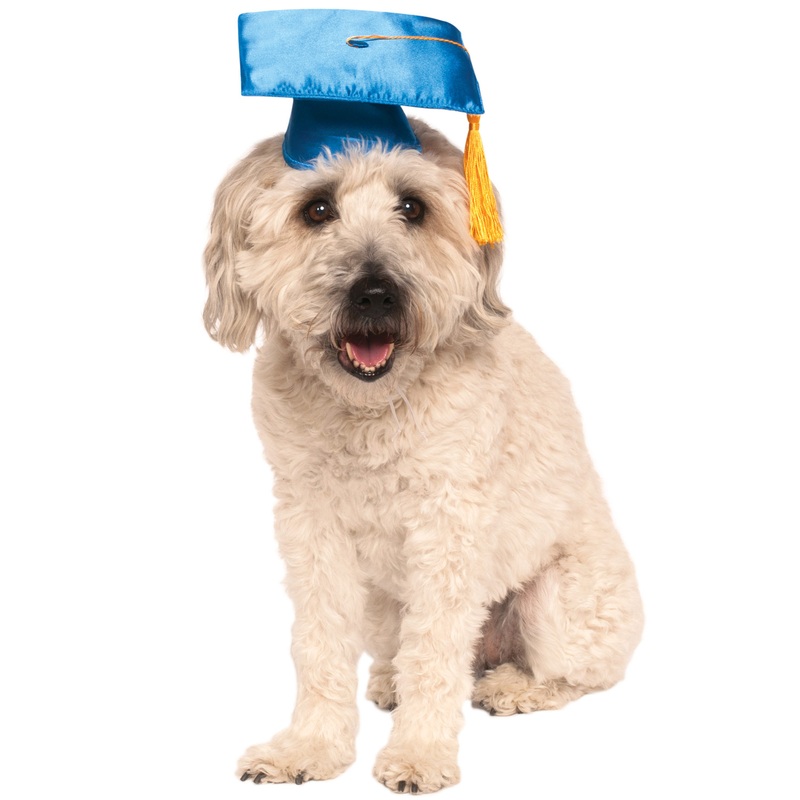 Graduation Pet Costume Small/Medium